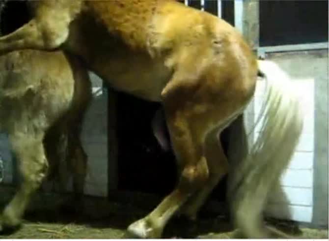 Video :Big horse dick fucking a gay's anus in horse anal sex